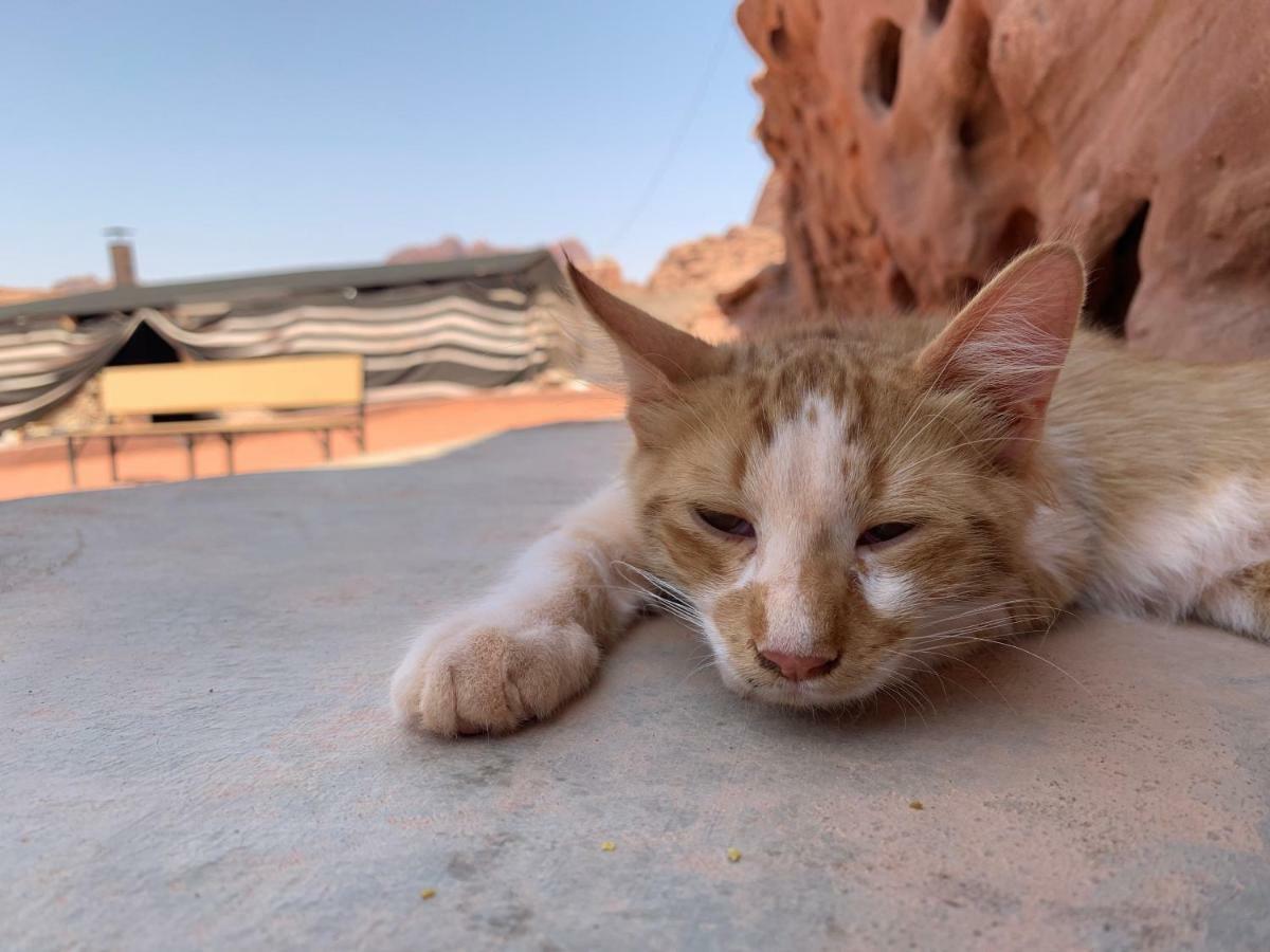 Wadi Rum Bedouin Tour With A Camp Exterior foto